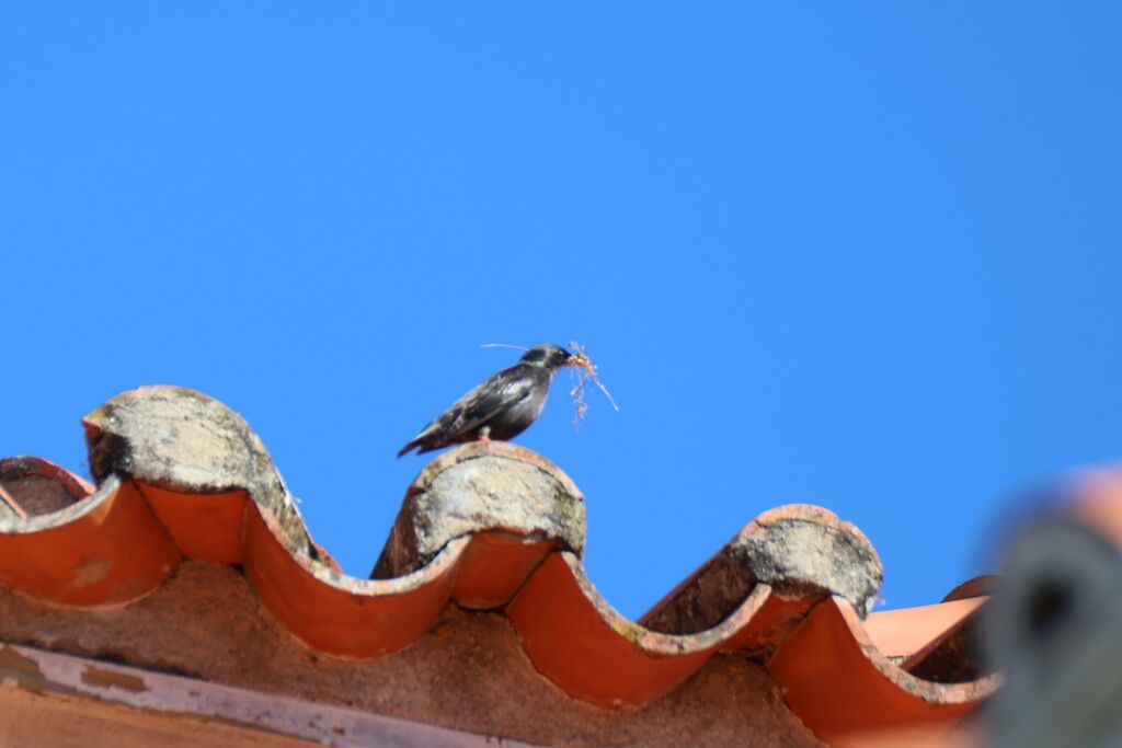 Spotless Starling male adult breeding, Reproduction-nesting