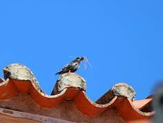 Spotless Starling