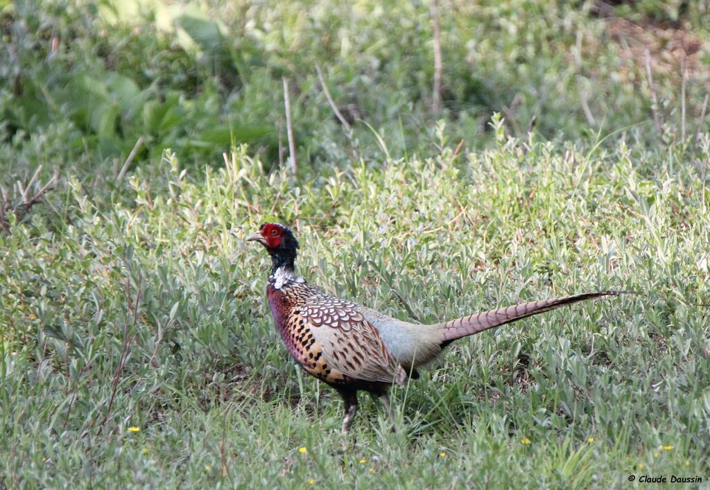 Common Pheasant