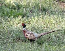 Common Pheasant