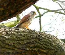 Common Kestrel