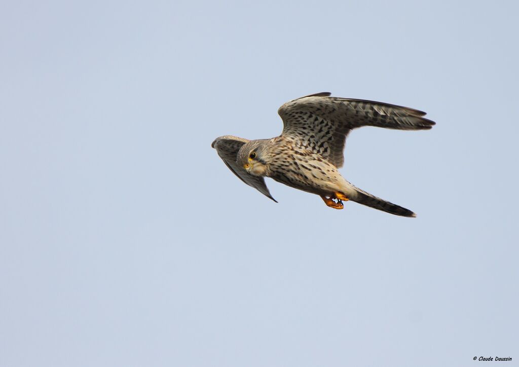 Common Kestrel