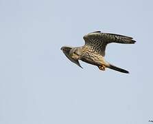 Common Kestrel