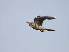 Common Kestrel