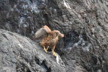 Faucon crécerelle