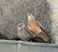 Lesser Kestrel