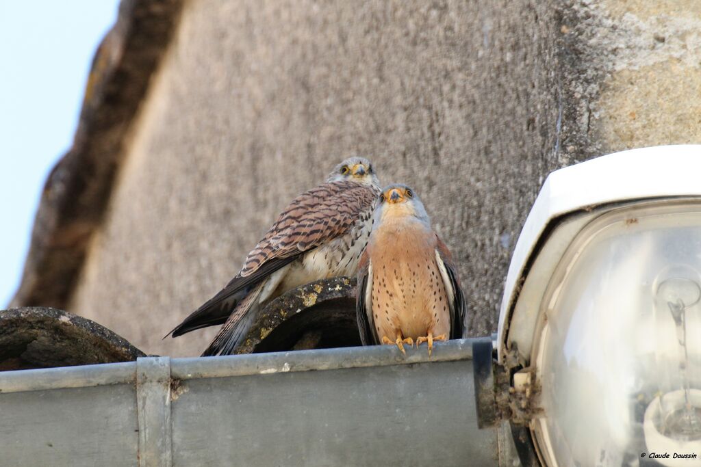 Lesser Kestrel