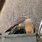 Lesser Kestrel