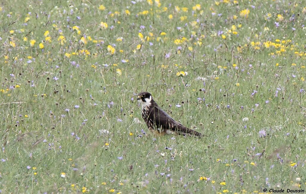 Eurasian Hobby