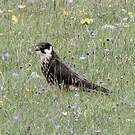 Faucon hobereau
