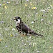 Eurasian Hobby