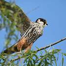 Eurasian Hobby