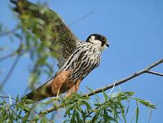 Eurasian Hobby