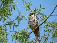 Eurasian Hobby