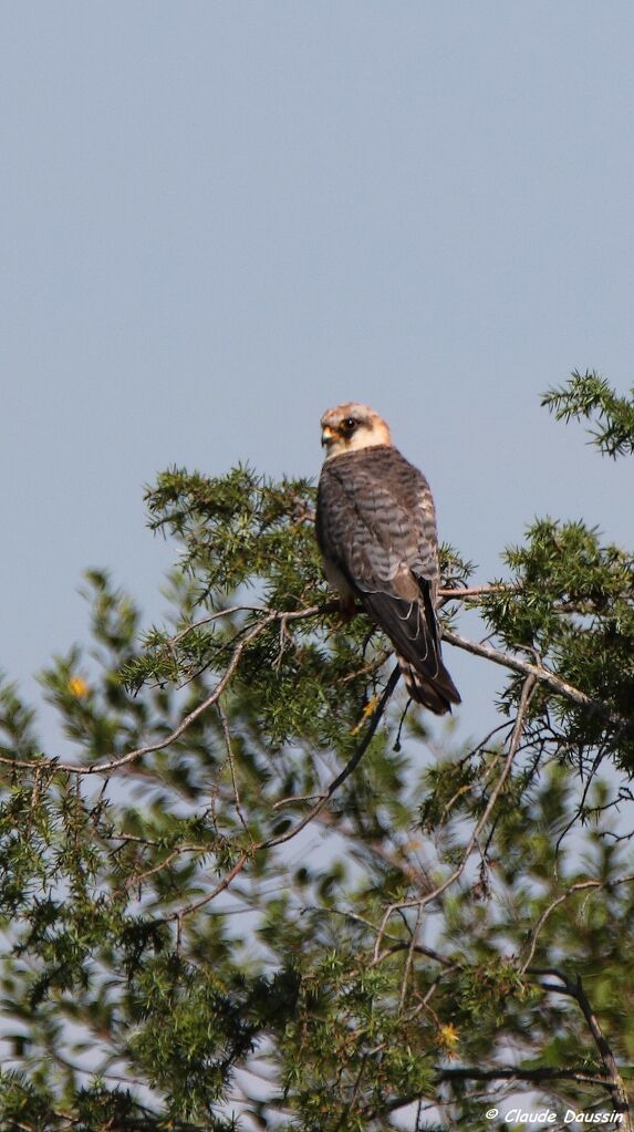 Red-footed Falcon