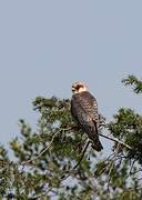 Red-footed Falcon