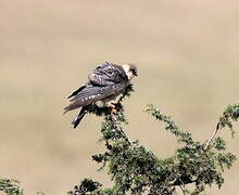 Red-footed Falcon