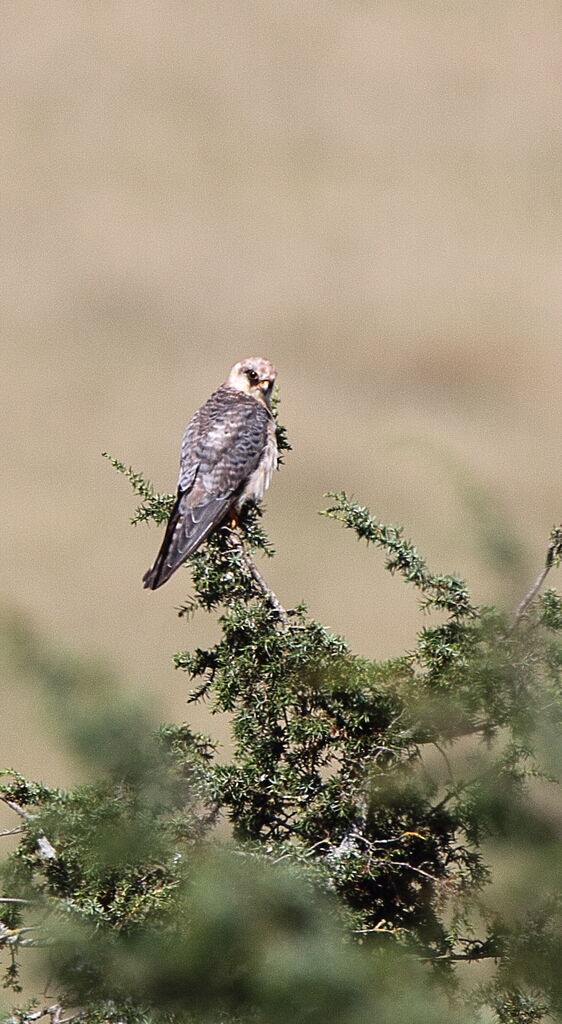 Red-footed Falcon