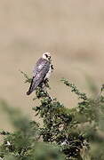 Red-footed Falcon