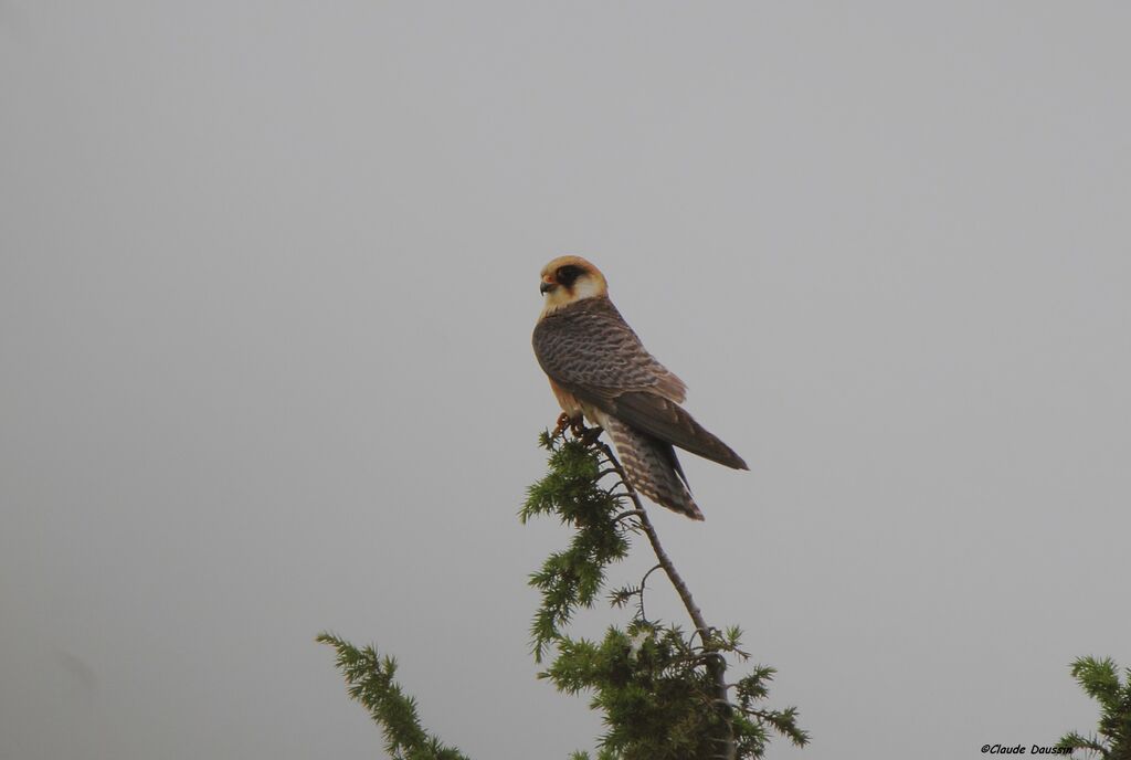 Red-footed Falcon