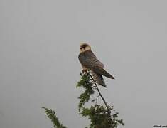 Red-footed Falcon