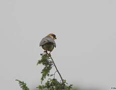 Red-footed Falcon