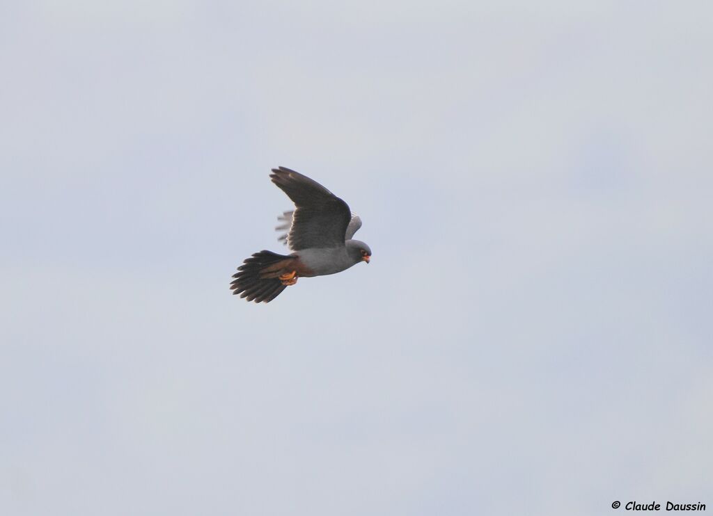 Red-footed Falcon