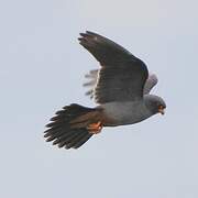 Red-footed Falcon