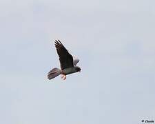 Red-footed Falcon