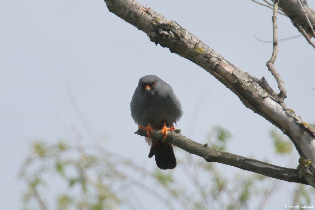 Red-footed Falcon