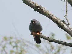 Red-footed Falcon