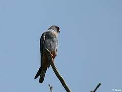 Red-footed Falcon