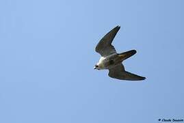 Peregrine Falcon