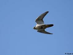 Peregrine Falcon