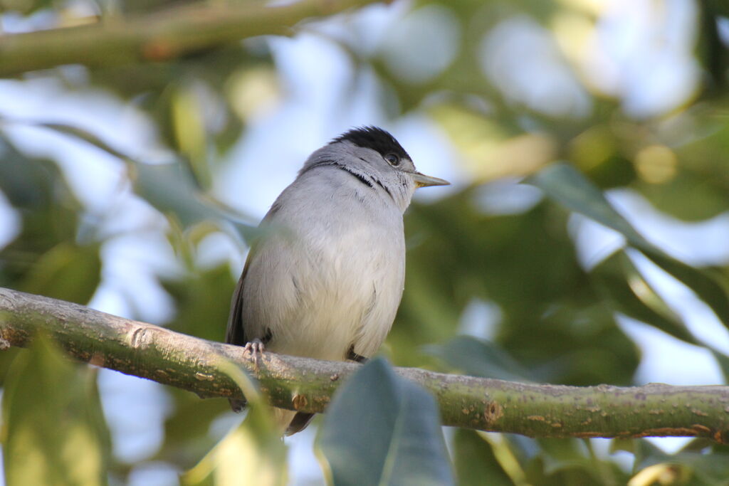 Eurasian Blackcap