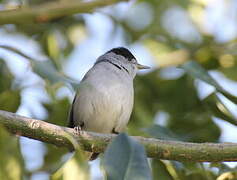 Eurasian Blackcap