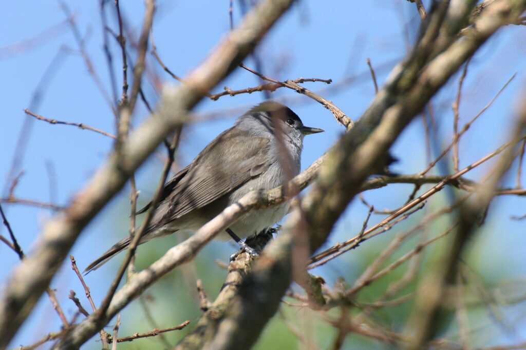 Eurasian Blackcap