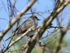 Eurasian Blackcap