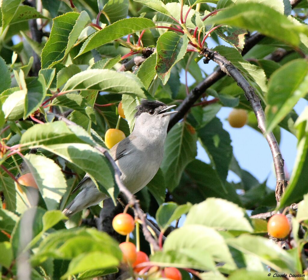 Eurasian Blackcap