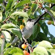 Eurasian Blackcap