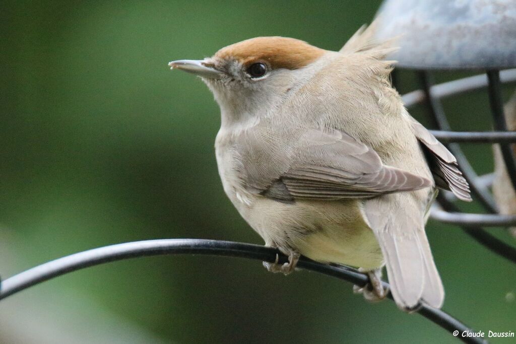 Eurasian Blackcap female