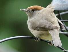 Eurasian Blackcap