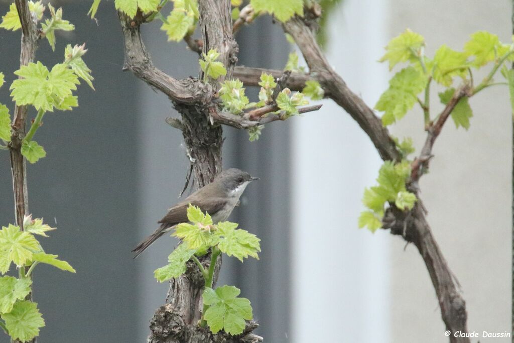 Lesser Whitethroat