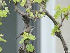 Lesser Whitethroat