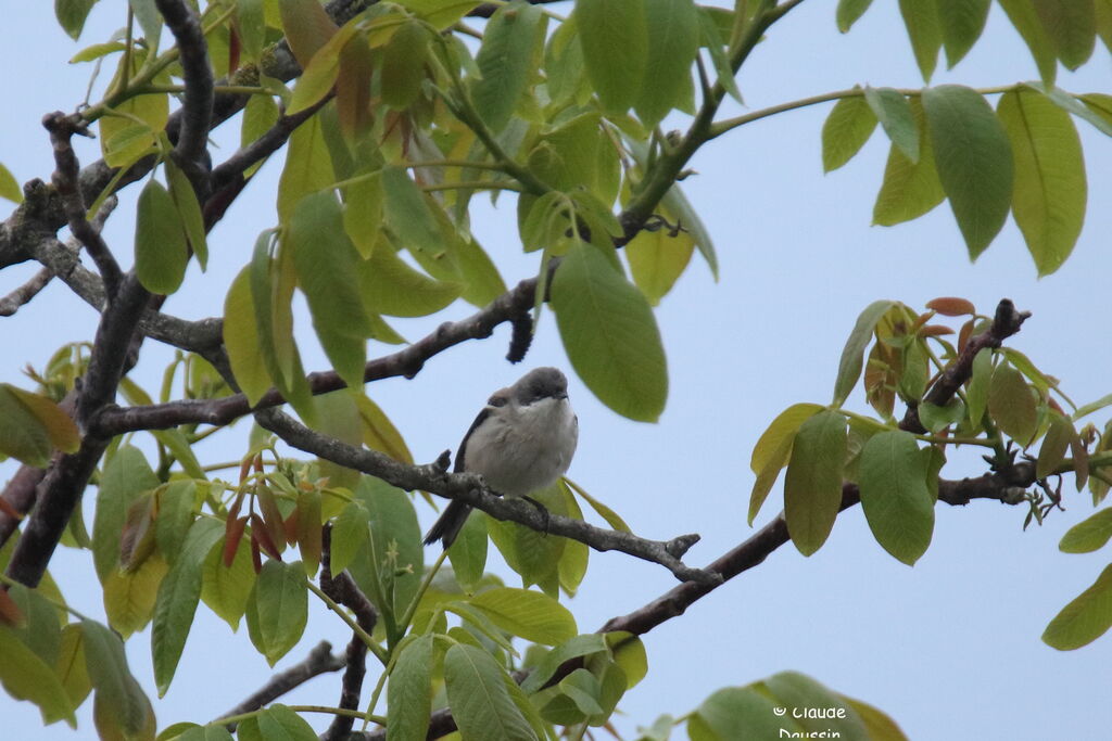 Lesser Whitethroat