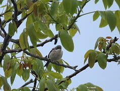 Lesser Whitethroat