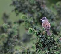 Common Whitethroat