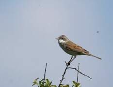 Common Whitethroat