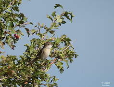 Common Whitethroat