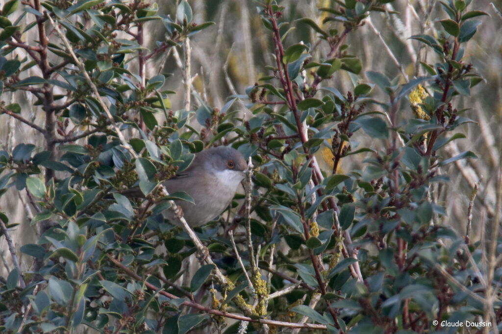 Sardinian Warbler female